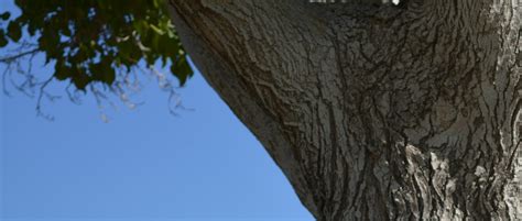 Park Branch Tree Nature Background Free Stock Photo - Public Domain Pictures