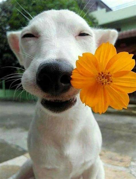 Just a happy dog reminding us to smell the flowers : r/aww