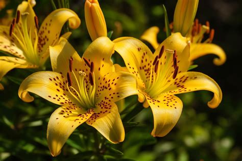 Yellow Stargazer Flower Meaning, Symbolism & Spiritual Significance - Foliage Friend - Learn ...