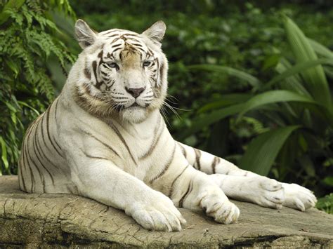 White Tiger, Singapore Wallpapers | HD Wallpapers | ID #1000