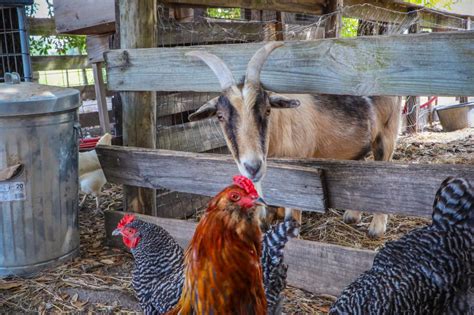 Images Gratuites : ferme, rural, poulet, faune, Galliformes, bétail ...