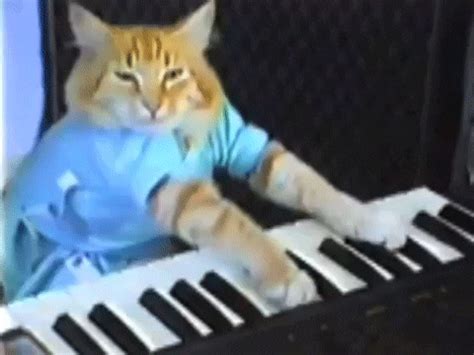 Play Piano GIF by Internet Cat Video Festival - Find & Share on GIPHY