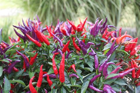 6 Ornamental Pepper Plants To Grow This Year - Old World Garden Farms