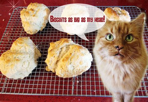 Quaintrelle Life: Cat Head Biscuit?