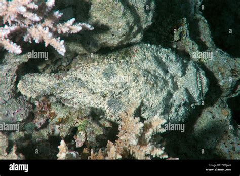 camouflage reef stonefish or simply stonefish (Synanceia verrucosa) Red sea, Egypt, Africa Stock ...