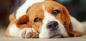 Famotidine for Dogs: Uses, Dosage and Side Effects Guide