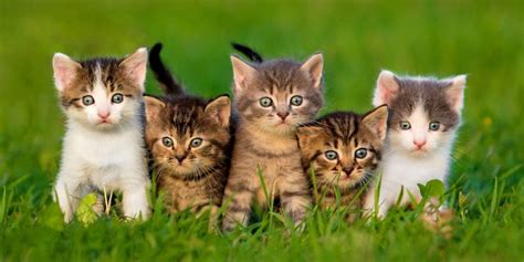 What Is A Group Of Cats Called? - Cats.com