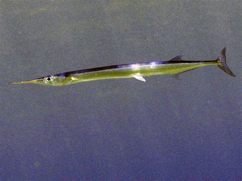 Crocodile Needlefish | Hawaiian name: 'aha A pair of these … | Flickr ...