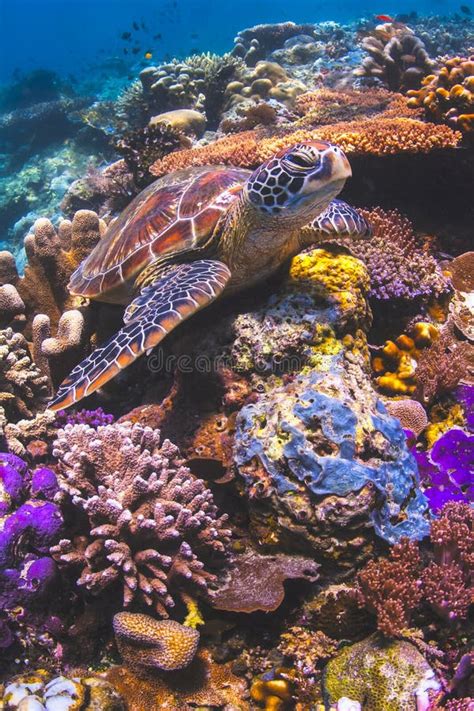 Sea Turtle Sitting On A Colorful Coral Reef In Sipadan, Malaysia Stock ...