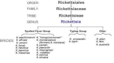 Rickettsial Diseases - Infectious Dis. - Medbullets Step 2/3