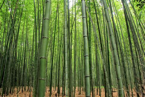 Sagano Bamboo Forest | Beautiful Sagano Bamboo Forest | cattan2011 | Flickr