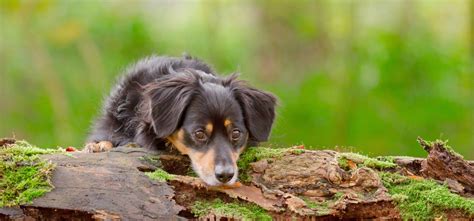 Can Dogs Climb Trees? - Wag!