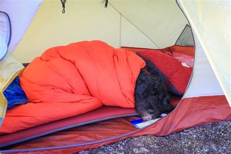 What you need to know when camping with dogs - Vancouver Is Awesome