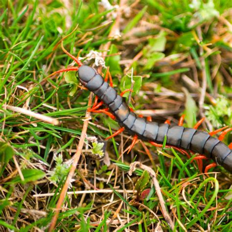 Giant Redheaded Centipede Stock Photos, Pictures & Royalty-Free Images ...