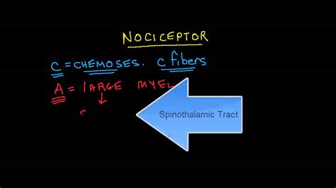 Nociception 1 of 4: A Fibers vs C Fibers - YouTube