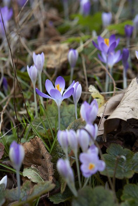 Garden Design 101: Crocus, a Perfect Excuse for Color - Gardenista | Crocus flower, Crocus ...