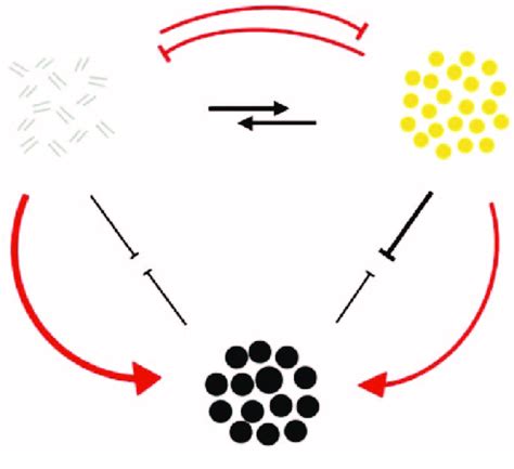 Scheme of interactions between chromatophores types. Black circles ...