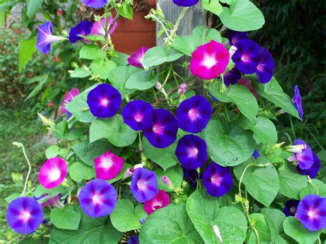 Morning Glory Tall Mix Seeds Ipomoea Purpurea Multi Color - Etsy