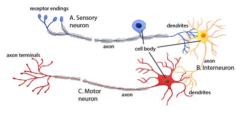 Biochemical Basis | Amyotrophic Lateral Sclerosis