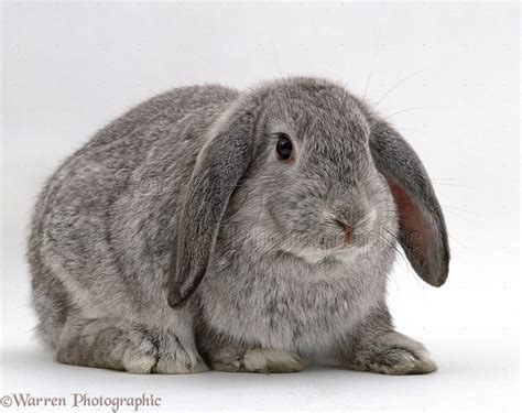 Silver male French lop-eared rabbit photo WP21071