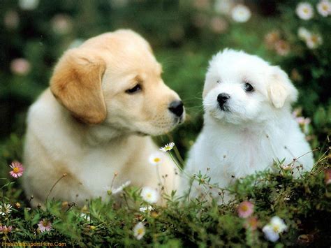 Cute Dogs And Puppies Wallpapers - Wallpaper Cave