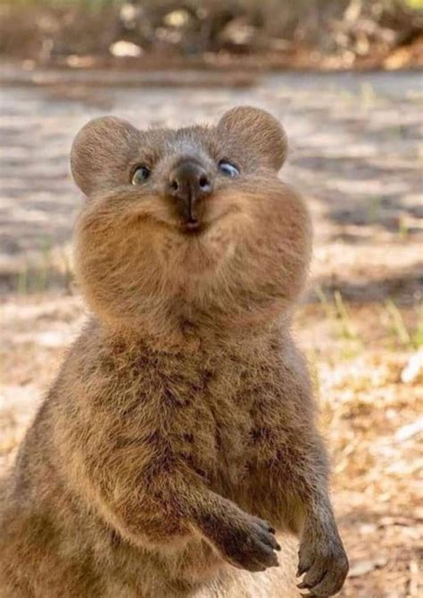 a brown animal standing on its hind legs with it's front paws in the air