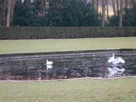 Premium Photo | Dog in park by water