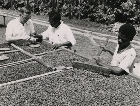 Cocoa production in Ghana - Alchetron, the free social encyclopedia