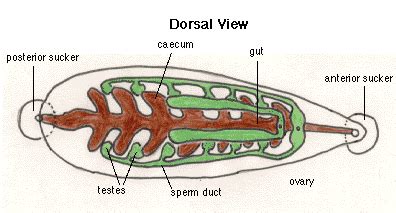 Diagram of Leech | Android wallpaper art, Anatomy, Leech