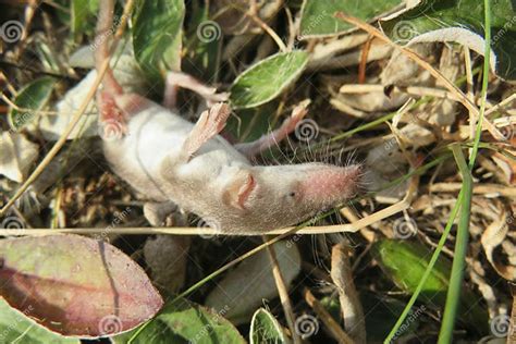 Baby Pygmy Shrew in the Garden Stock Image - Image of eyes, closeup: 233100641