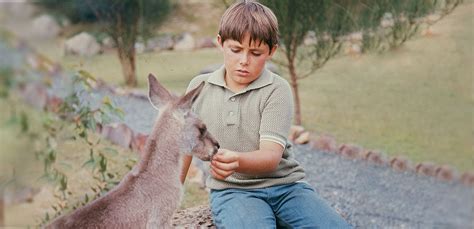 Skippy the Bush Kangaroo - the classic TV series remembered | NFSA