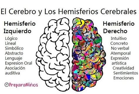 Qué es el Cerebro Humano. Diferencias entre los Hemisferios Cerebrales ...