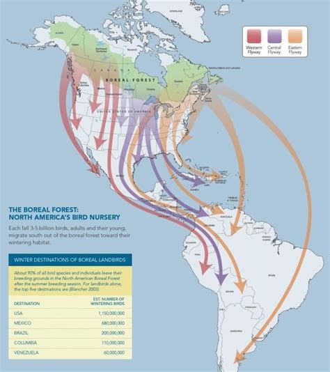 Migratory Birds – Manzanillo Sun