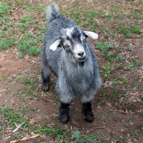 Cute goat kid gray hair looking funny and lovely. Baby goat pygmy ...