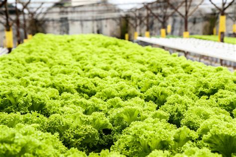 Hydroponic Lettuce Nutrients [Best Fertilizer for your Leafy Greens]