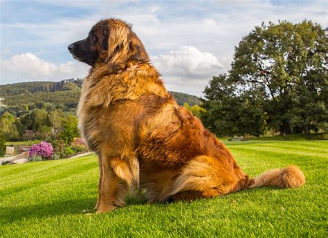 The ultimate info about Leonberger puppy dog which includes Leonberger fact, Leonberger size ...