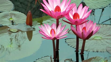 Wallpaper Beautiful pink water lilies, pond 2880x1800 Picture, Image