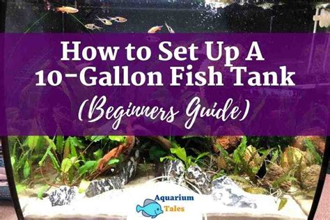 How To Set Up A 10 Gallon Fish Tank (A Beginners Guide)