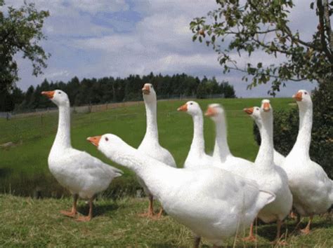 Goose GIF - Goose - GIF-ləri kəşf edin və paylaşın