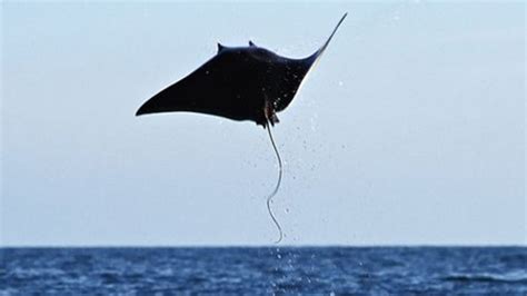 7 "Flying" Animals (besides bugs, birds, and bats) | Mental Floss