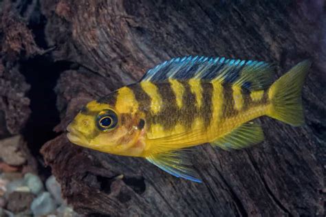 Bumblebee Cichlid Tank Mates: How To Choose Them And Top 7 Picks | Welcome To Fishkeeping Adventure!