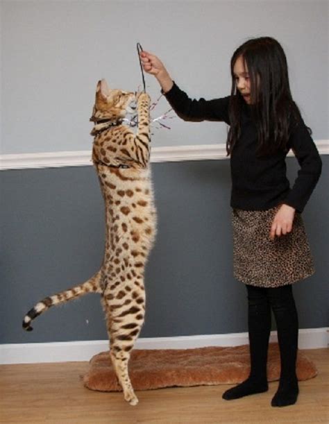 serval vs savannah cat size - Very Loud Webzine Slideshow