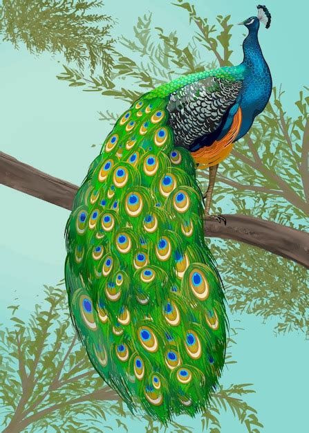 Free Vector | Hand drawn peacock