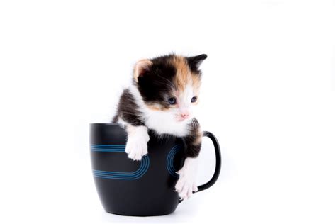 Cat And Mug Free Stock Photo - Public Domain Pictures