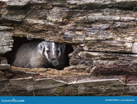 American Badger Cub Stock Photo - Image: 40979966