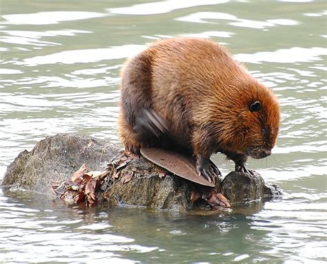 Beaver Symbolism; A message - Spirit Animal Totems