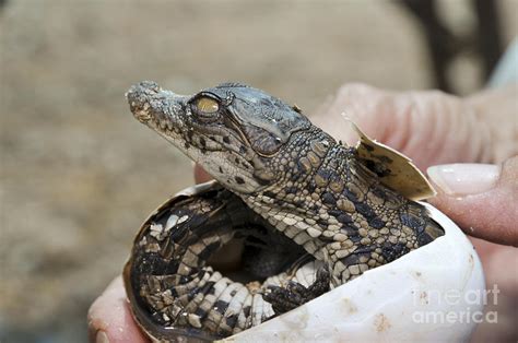 Crocodile And Alligator Breeding Farm Photograph by Shay Levy