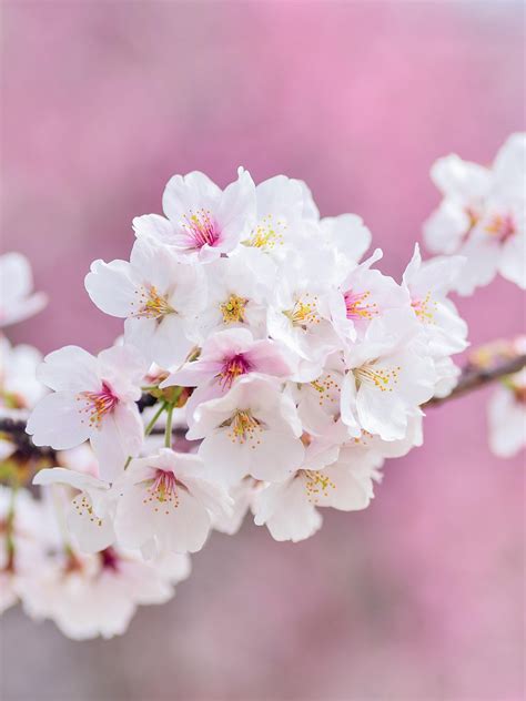 Spring Blossoms Wallpaper - iPhone, Android & Desktop Backgrounds