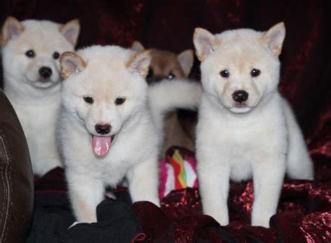 AKC Shiba Inu Puppies for Sale in Westminster, California Classified ...