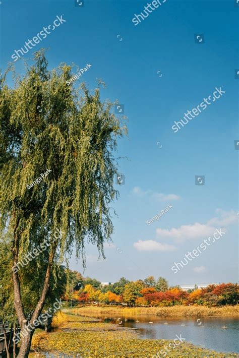 Autumn of West Seoul Lake Park in Seoul, Korea Nature Stock Photos ...